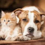 How to Choose the Perfect Pet for Your Family