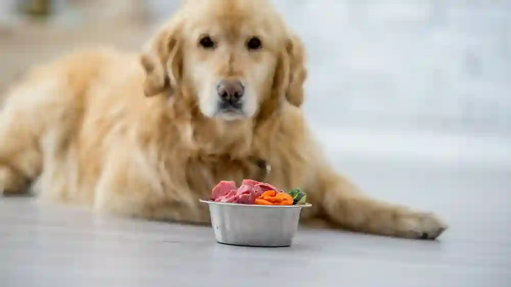 Understanding Your Pet’s Dietary Needs and Nutrition